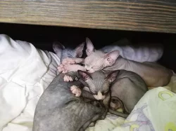 Kotě - poslední kočička SPHYNX