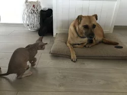 Kotě - poslední kočička SPHYNX