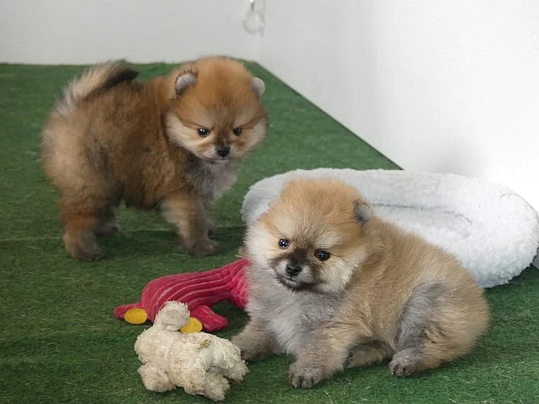 Dva štěňátka pomeranian s PP