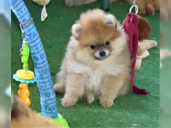 Dva štěňátka pomeranian s PP