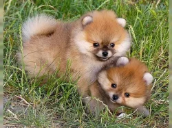 Dva štěňátka pomeranian s PP