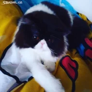Perský kocour ke krytí