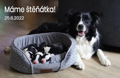 Štěňata border kolie  s PP