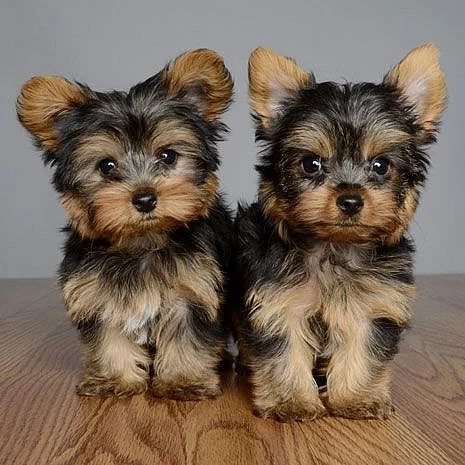 Jorkshire terrier s PP