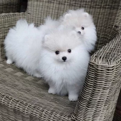 Nemecký špic trpaslicí - štenátka