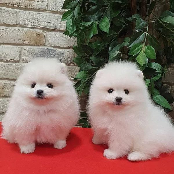 Pomeranian Spitz Štěňata PP