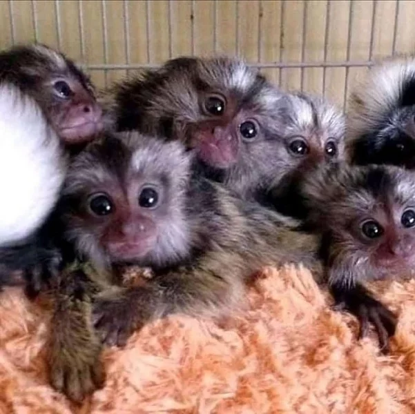 Pygmy Prst Opice k dispozici