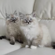 Domácí vychovaná ragdoll koťata