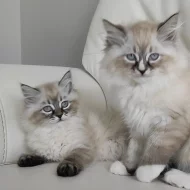 Domácí vychovaná ragdoll koťata