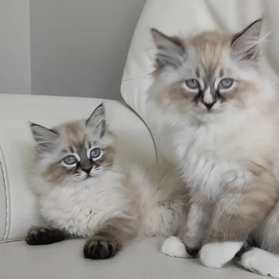 Domácí vychovaná ragdoll koťata