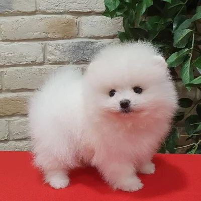 Pomeranian štěňat