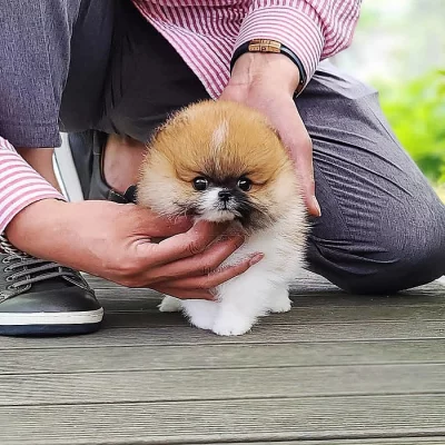 Pomeranian Spitz Štěňata k dispozici