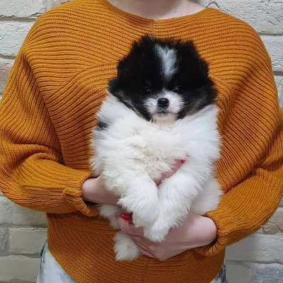 Pomeranian štěňat PP