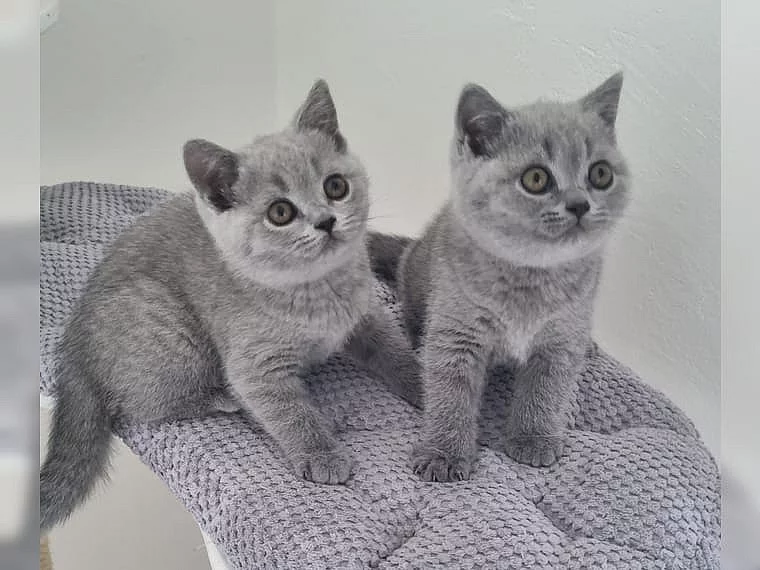 Roztomilá britská krátkosrstá koťátka