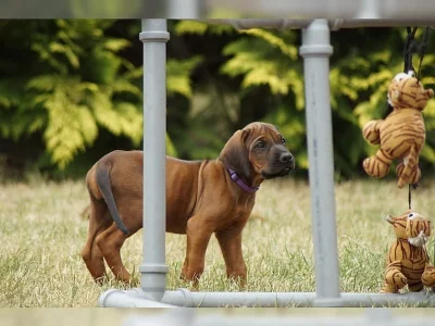 Štěňata Rhodéského ridgebacka k adopci