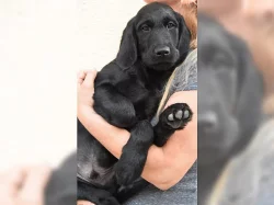 Štěňátka labradora k adopci ihned