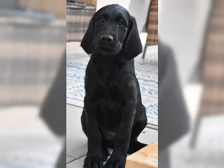 Štěňátka labradora k adopci ihned