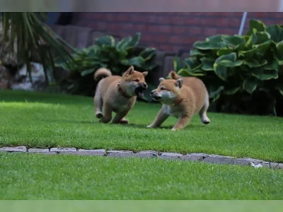 Neuvěřitelná štěňata Shiba Inu