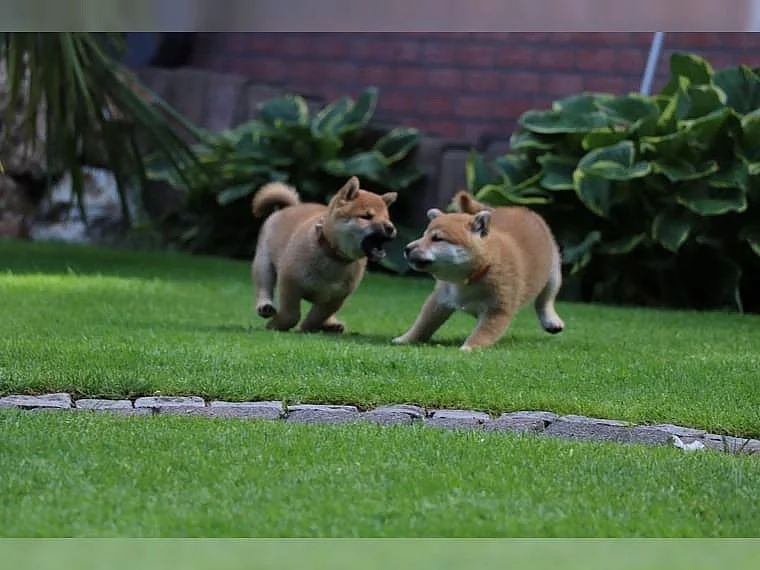Neuvěřitelná štěňata Shiba Inu