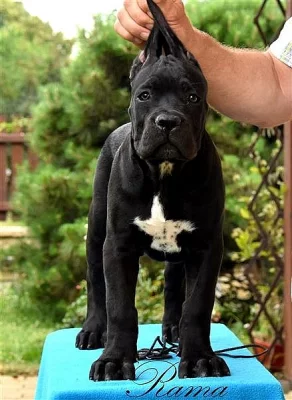 Cane Corso štěňata