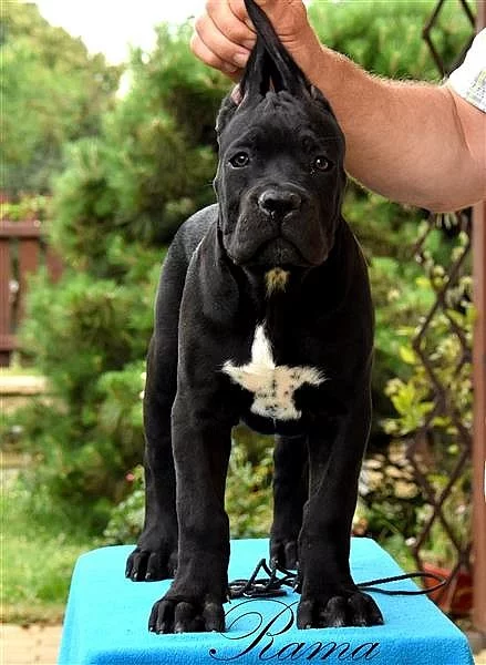 Cane Corso štěňata