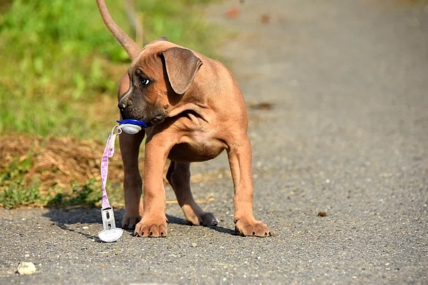 Cane Corso štěňata formentino
