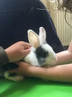 Adoptuj si zakrslého králíčka