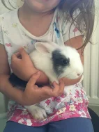 Adoptuj si zakrslého králíčka