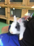 Adoptuj si zakrslého králíčka