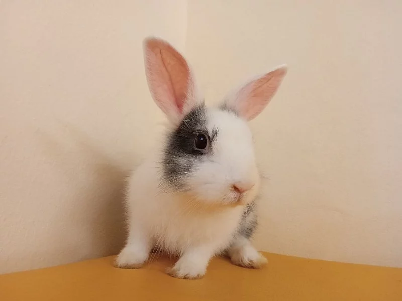 Adoptuj si zakrslého králíčka