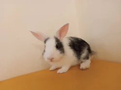 Adoptuj si zakrslého králíčka