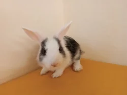 Adoptuj si zakrslého králíčka