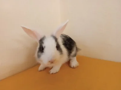 Adoptuj si zakrslého králíčka