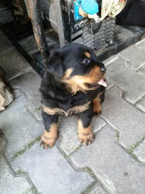 Prodám štěně Rottweilera.