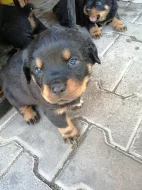 Prodám štěně Rottweilera.