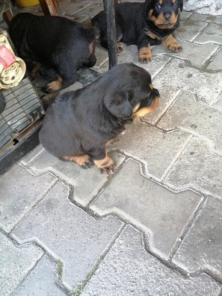 Prodám štěně Rottweilera.