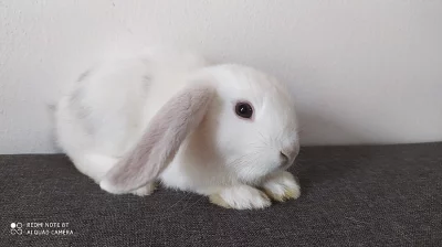 Zakrslý beránek minilop