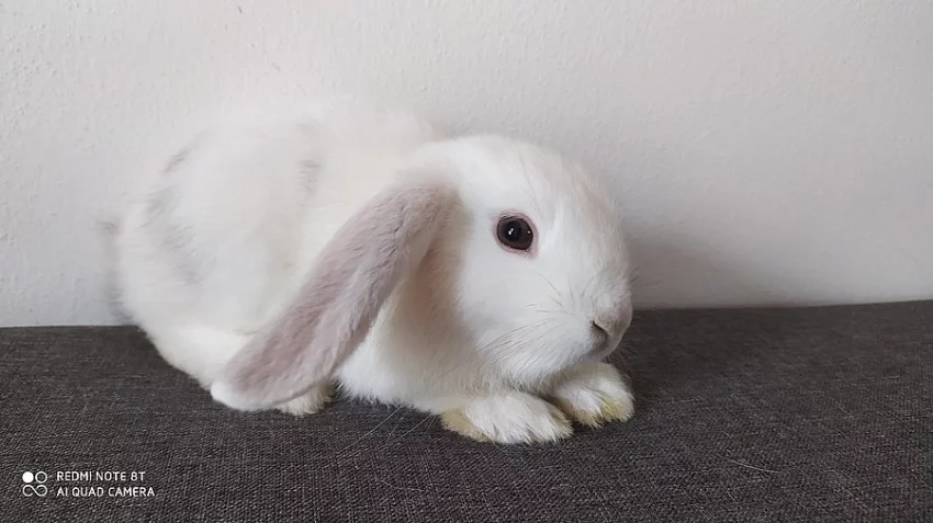 Zakrslý beránek minilop