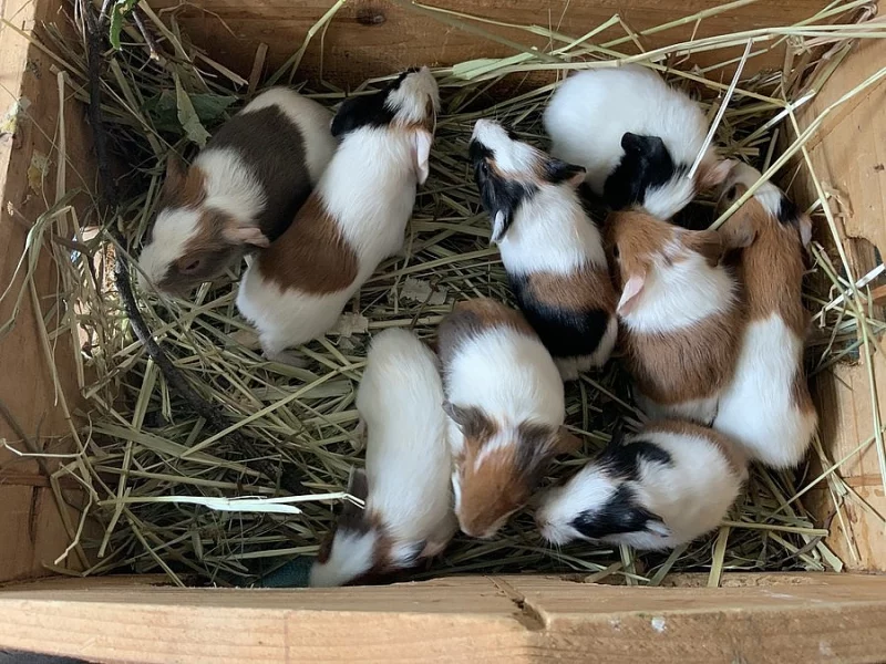 Morčata - samci i samice