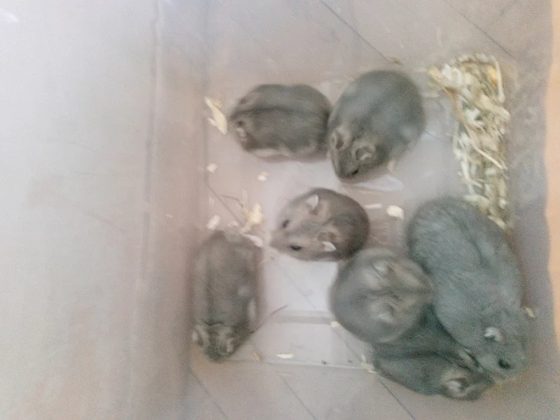 Daruji k odběru