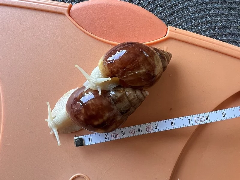 Achatina / africký šnek / oblovka - Fulica albín
