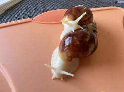 Achatina / africký šnek / oblovka - Fulica albín