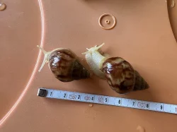 Achatina / africký šnek / oblovka - Fulica albín