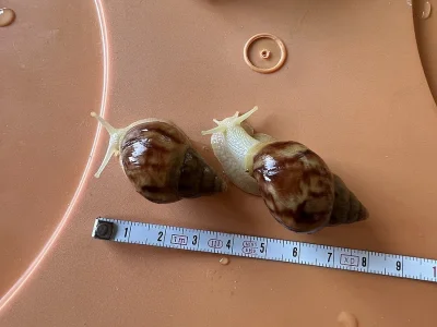 Achatina / africký šnek / oblovka - Fulica albín