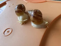 Achatina / africký šnek / oblovka - Fulica albín
