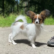 Papillon s PP