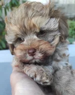 Ruská barevná bolonka