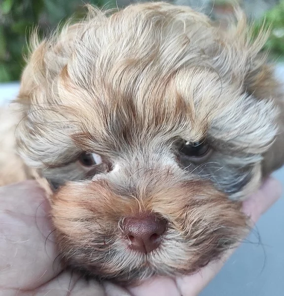 Ruská barevná bolonka