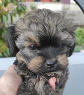 Ruská barevná bolonka