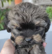 Ruská barevná bolonka